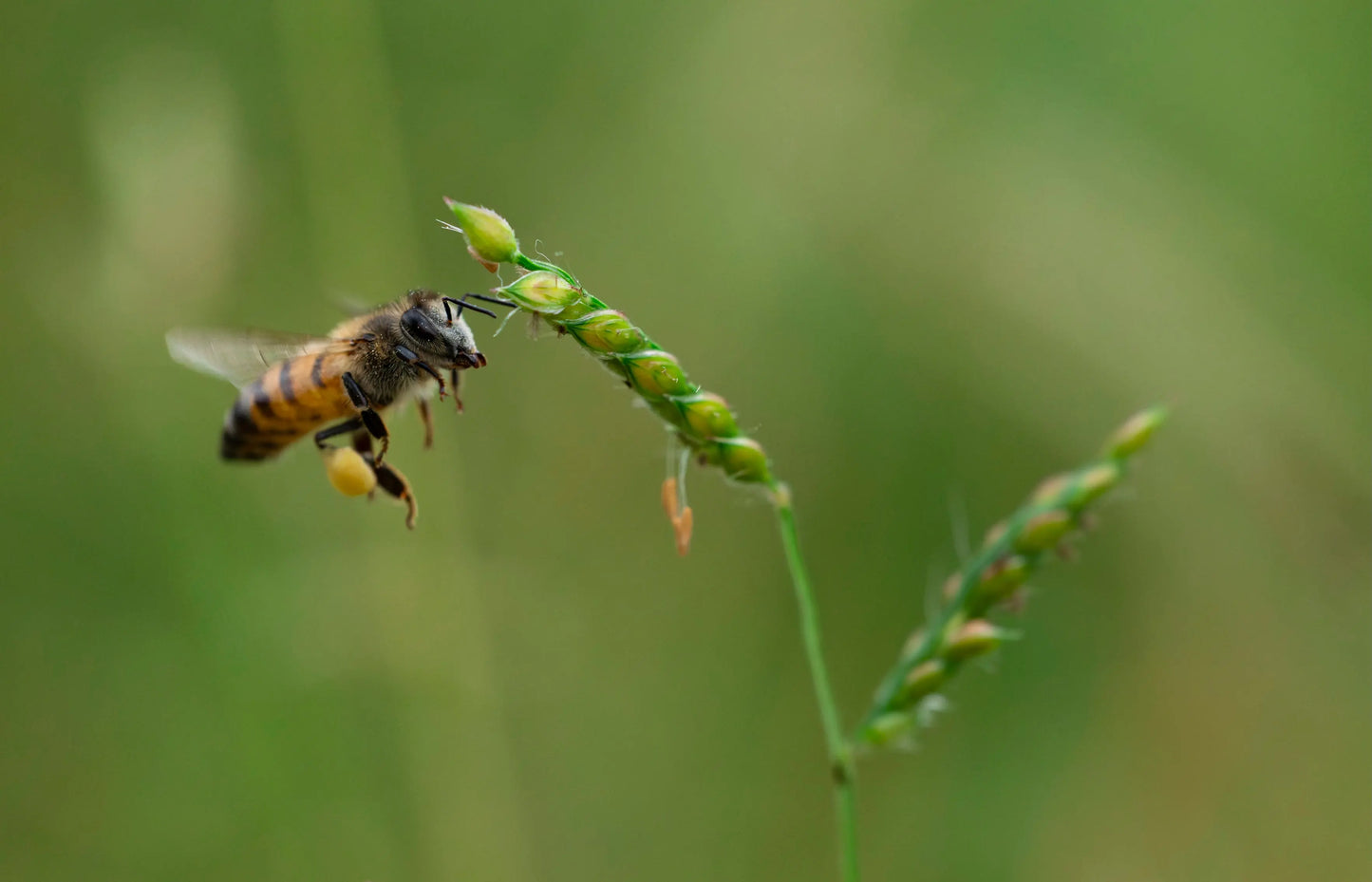 THE GATHERER