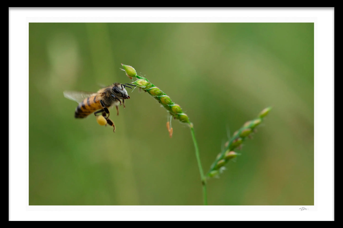 THE GATHERER