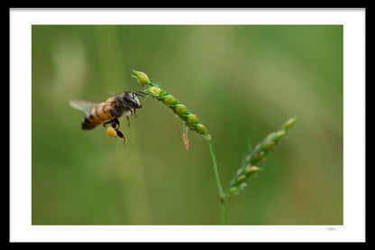 THE GATHERER