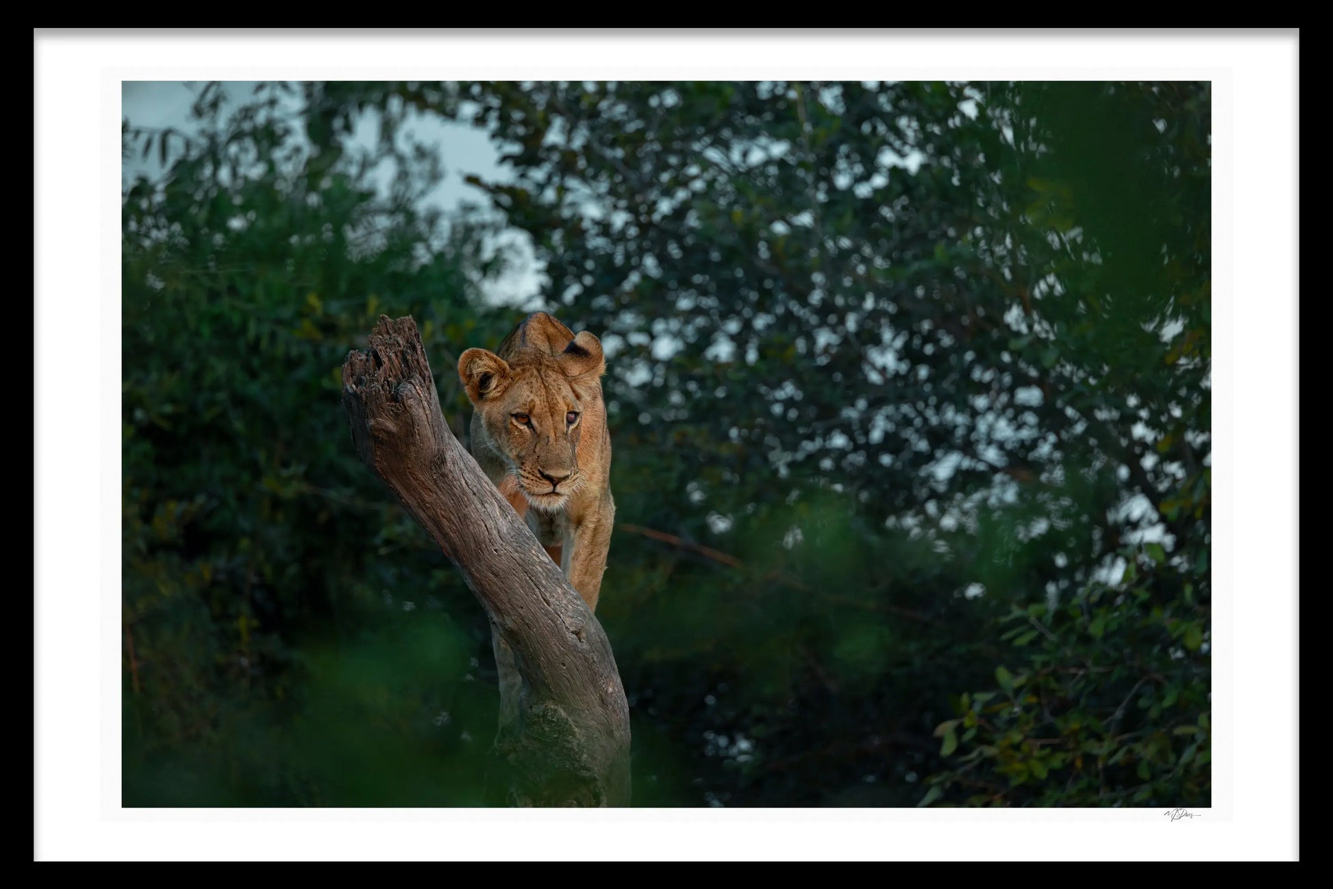 VANTAGE POINT 1ST EDITION LIMITED FINE ART PRINT