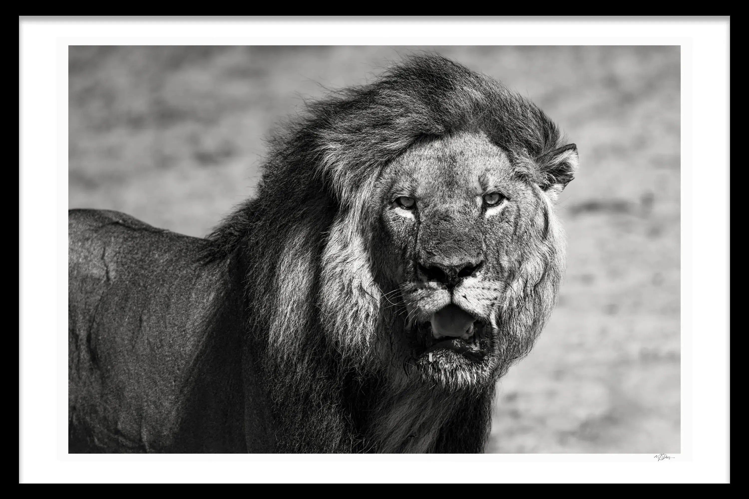 WILDEST KING