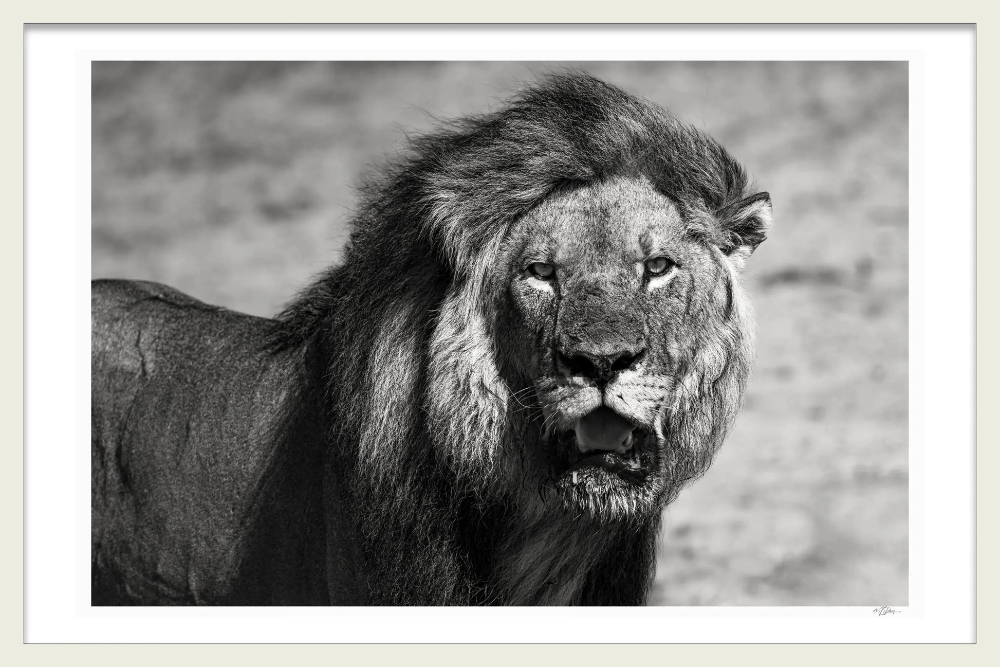 WILDEST KING
