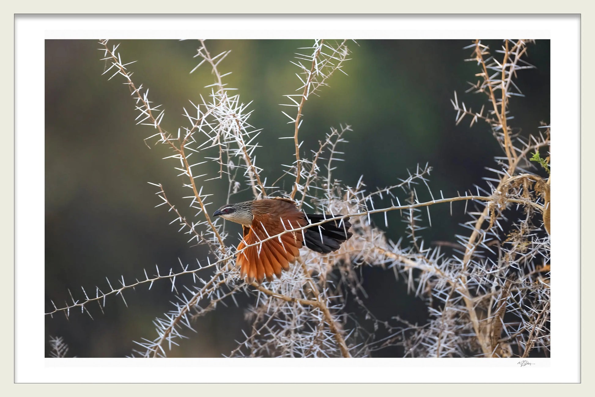 WITHIN THE THORNS FIME ART PHOTOGRAPHIC PRINT